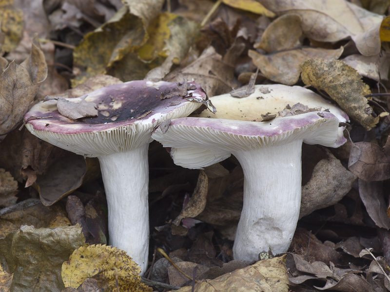 Russula krombholzii